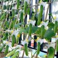 Speed up cucumber growth on a balcony