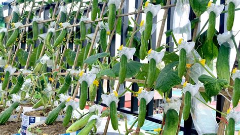 Speed up cucumber growth on a balcony