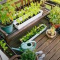 Step-by-Step Guide To Balcony Herb Gardening