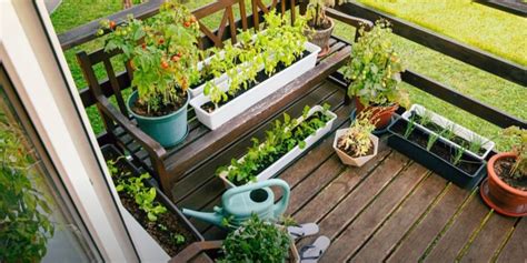 Step-by-Step Guide To Balcony Herb Gardening