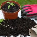 Sustainable Gardening Practices For Your Balcony