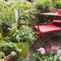 The Benefits Of Companion Planting On Your Balcony