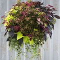 The Benefits Of Growing Plants In Hanging Baskets