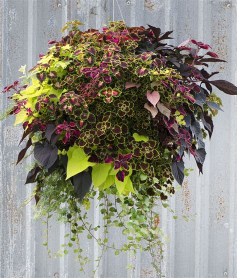 The Benefits Of Growing Plants In Hanging Baskets