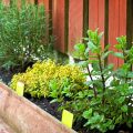 The Benefits Of Growing Your Own Herbs On The Balcony