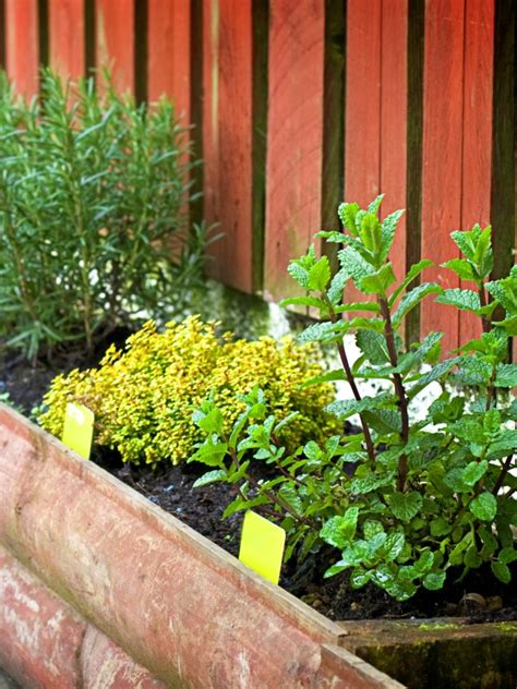 The Benefits Of Growing Your Own Herbs On The Balcony