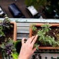 The Benefits Of Organic Gardening On Your Balcony