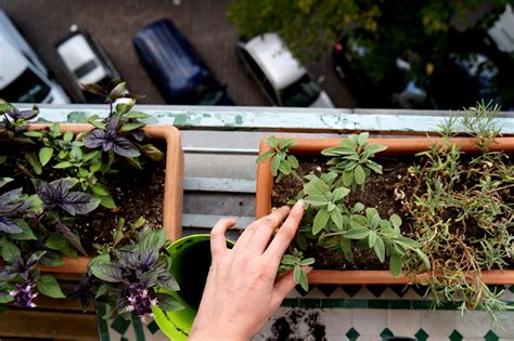 The Benefits Of Organic Gardening On Your Balcony