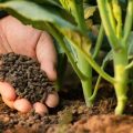 The Benefits Of Using Organic Fertilizers On Your Balcony