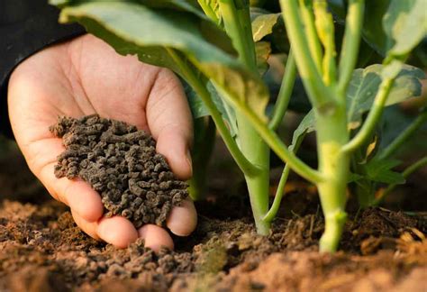 The Benefits Of Using Organic Fertilizers On Your Balcony