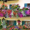 The Best Annual Flowers For Your Balcony Garden