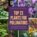 The Best Balcony Plants For Pollinator Attraction