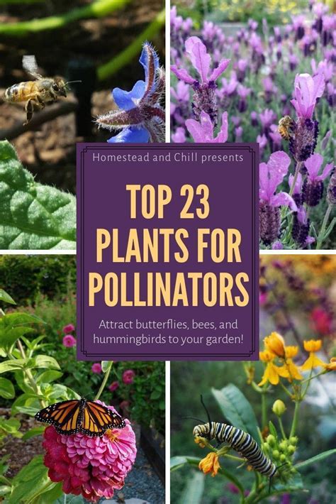 The Best Balcony Plants For Pollinator Attraction