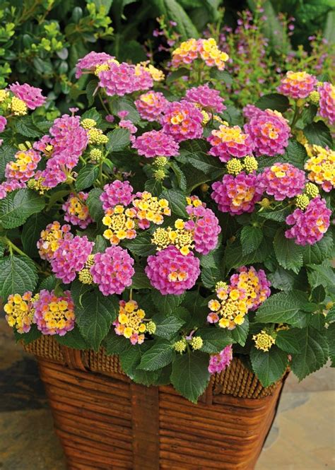 The Best Drought-Resistant Plants for Balconies