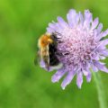 The Best Flowers For Attracting Bees To Your Balcony