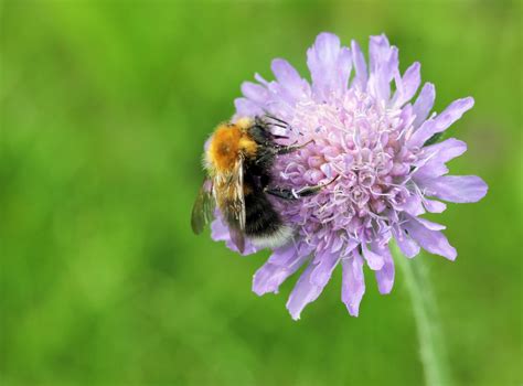 The Best Flowers For Attracting Bees To Your Balcony