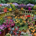 The Best Flowers for Container Gardening on Your Balcony