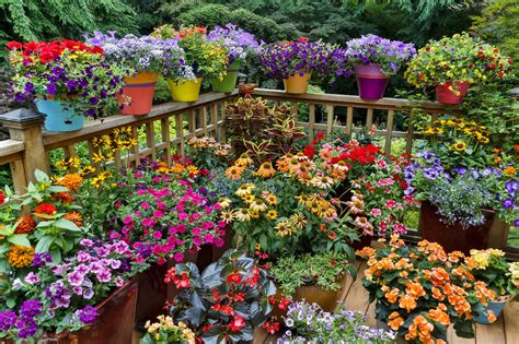 The Best Flowers for Container Gardening on Your Balcony