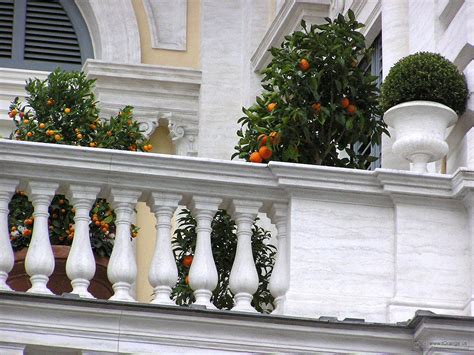 The Best Flowers To Brighten Up Your Balcony