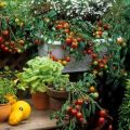 The Best Fruits For Container Gardening On Balconies