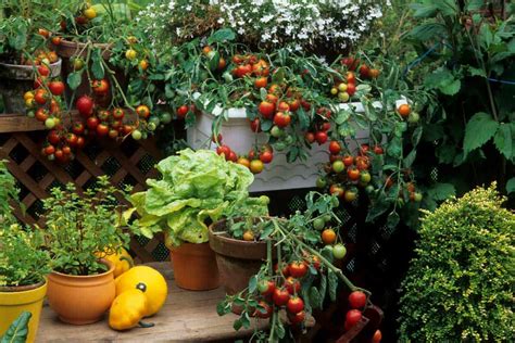 The Best Fruits for Container Gardening on Balconies