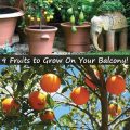 The Best Fruits To Grow On Your Balcony