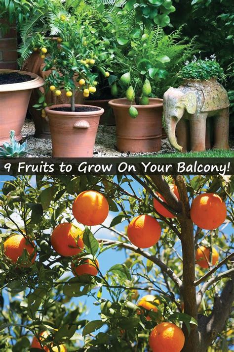 The Best Fruits To Grow On Your Balcony