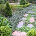 The Best Ground Covers for Your Balcony Garden