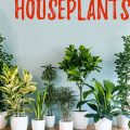 The Best Low-Light Plants For Your Balcony