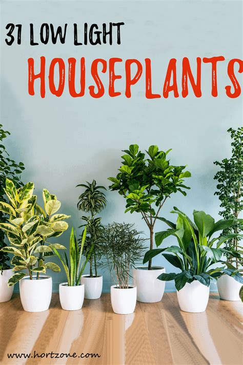 The Best Low-Light Plants For Your Balcony