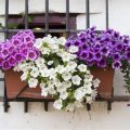 The Best Perennial Plants For Balcony Gardens