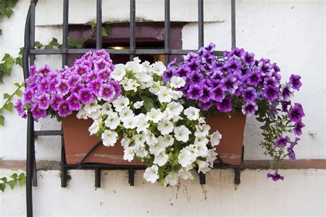 The Best Perennial Plants For Balcony Gardens