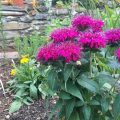 The Best Perennials For Your Balcony Garden