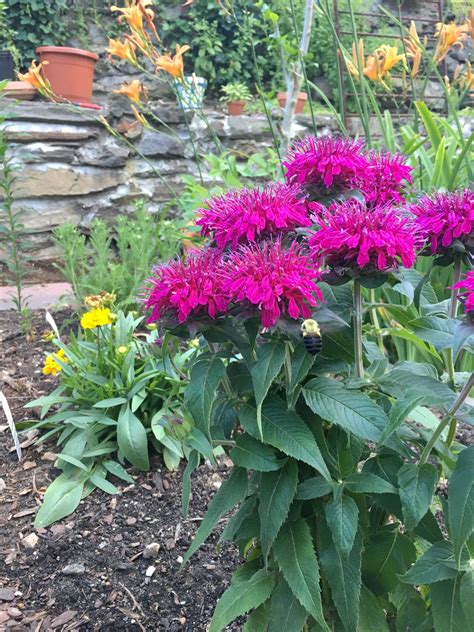 The Best Perennials For Your Balcony Garden