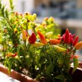 The Best Plants For A Sunny Balcony