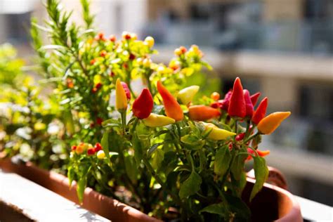 The Best Plants For A Sunny Balcony