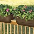 The Best Pots For Balcony Gardening