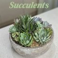 The Best Succulents For Beginners To Grow On Balconies