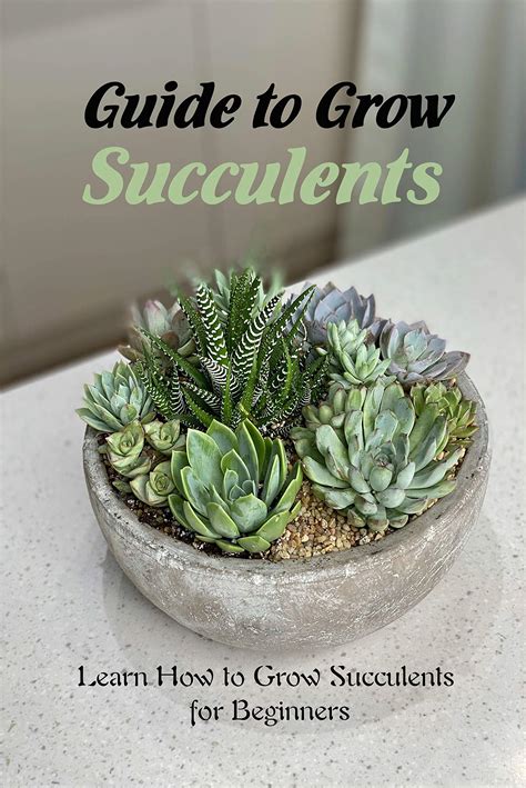 The Best Succulents For Beginners To Grow On Balconies