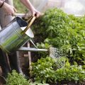 The Best Times to Water Your Balcony Plants