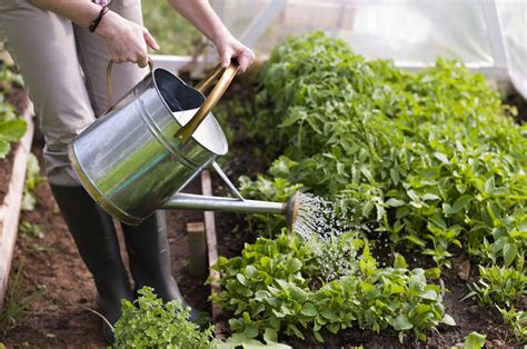 The Best Times to Water Your Balcony Plants