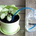 The Best Ways To Water Your Balcony Plants