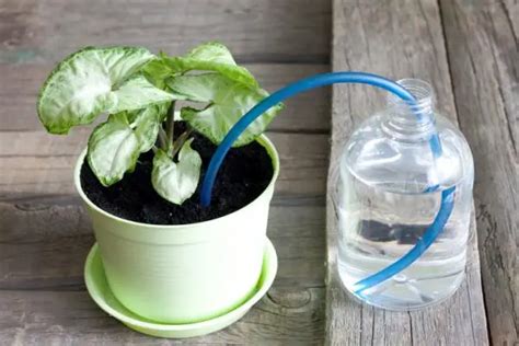 The Best Ways To Water Your Balcony Plants