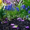 The Importance Of Mulching In Balcony Gardens