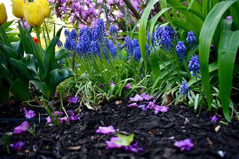 The Importance Of Mulching In Balcony Gardens