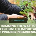 The Importance Of Regular Pruning In Balcony Gardening