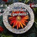 The Importance Of Soil Drainage In Balcony Gardening