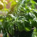 The Importance Of Watering Techniques In Balcony Gardening