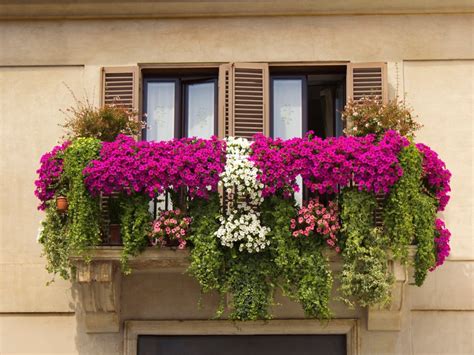 The Joy of Growing Flowers on Your Balcony