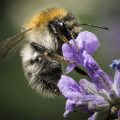 The Role Of Pollinators In Your Balcony Garden’s Success